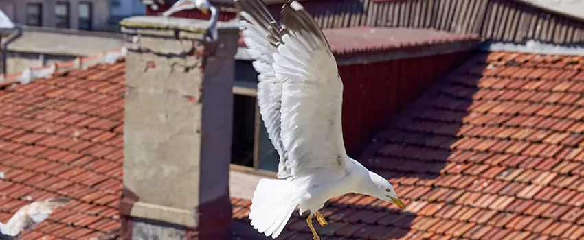 Residential Chimney Animal Removal Solution in Anacortes, WA