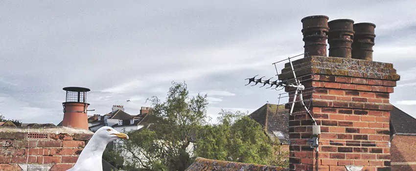 Chimney Cleaning And Restoration in Anacortes, Washington